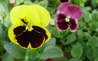 三色堇：花似猫脸、蝴蝶和热吻的情侣！