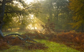 2025年11月16日湖南省生菜批发价格行情