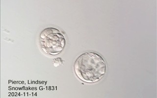 胚胎冷冻31年的“最年长”婴儿诞生