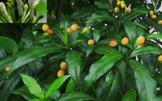 20240709——萝芙木（Rauvolfia verticillata (Lour.) Baill.）