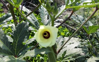 20241008——咖啡黄葵（Abelmoschus esculentus (Linn.) Moench）