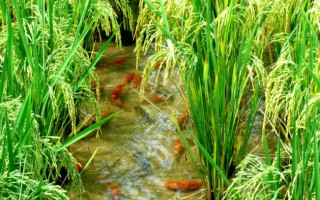 农业文化遗产活化与乡村振兴的协同路径