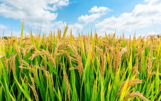 我们不知道答案的125个科学问题(106)植物的抗逆性 精选